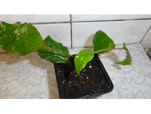 ������������� �������� Cooperi Carnival - 150  ���.