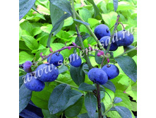 �������� ���� ���.jpg