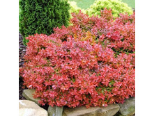 �������� �������� �������� (V2�.) (���� �����-��������� � ������ �������).jpg