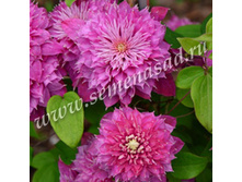 �������� ��������������� ������.jpg