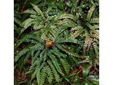 Adiantum hispidulum150�