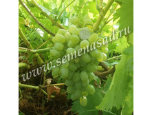 �������� �������� �������.jpg