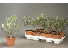 ����� - �� 700  ���.