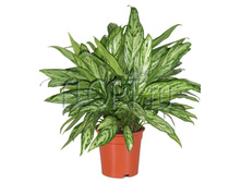 ��������� ������� ���� 17�50. 822,15 ���.jpg