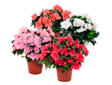 ������� �������� 13�35. 299,85 ���.jpg