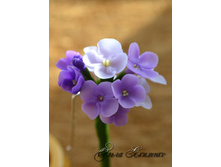 ������� ��� ����� "������"