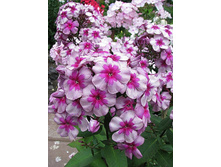 ������ ����-195�.jpg