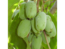 ��������� ������ ������� ���� (V2�) (���, �������, �����-������� � �������� ������).jpg