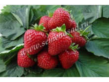 ��������� ������� ��������.jpg