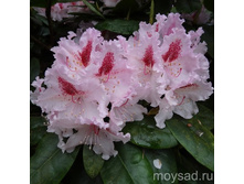 ����������� ��������� �� �������� 310.0