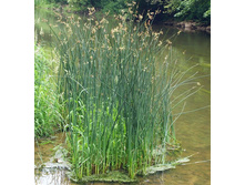 ����� 290�.jpg