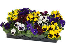 ����� ���� 9�15. 46,48 ���.jpg