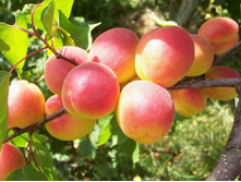 ������� ����������� (V5-10�) (�������, ���������-��������� � ������� ��������).jpg