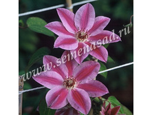 �������� ��������������� ������� �� ������� ����.jpg