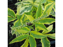 ������ ������ �������.jpg