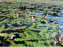 ����� ��������� 220�.jpg