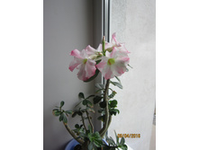 �������