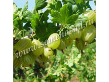 ��������� ������� (V2-3�).jpg