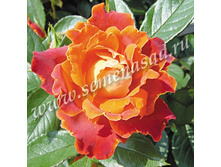 ���� ������ ���������� ������� ������.jpg