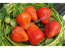 ��������� ����� (5��) (������, ���������������, ���������).jpg