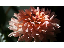 ������� ��������