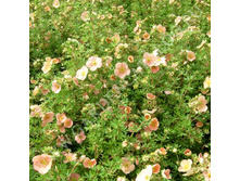 �������� ������������� ������� (V1,5-2�.) (������ ��������, ������ 0.7�.).jpg