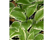 ����� �������������� 15�25. 219,45 ���.jpg