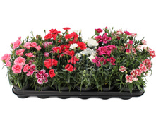 �������� ���� 9�17. 98,7 ���.jpg