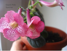 Ozark Pink Sunrise.jpeg