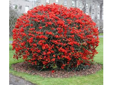 ���� ������������ ������� ��� ���� (V2�.) )(������ �����-�������).jpg