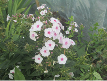 ����� 1018.jpg