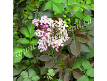 ������ ������ ����� ���.jpg