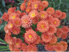 No2 ������ �����(3502)