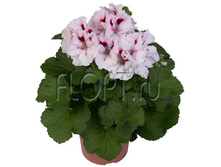 ���������� ����������� ���� ���� 12�25. 249,9 ���.jpg