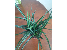 20160403 130242 HDR.jpg