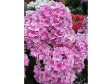 ������� �������-170�.jpg