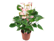 �������� �������� ������ 17�60. 982,6 ���.jpg