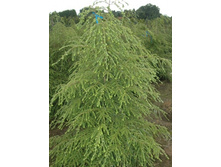 ����� ��������� (�9).jpg