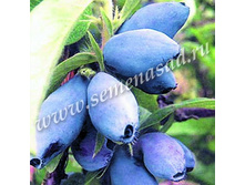 ��������� ��������� ����� �����.jpg