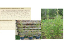 ����������� ����������� (������������) 20-30�� 1� 250���, 60-70�� 3� 600���, 100�� 5� 1200���.jpg