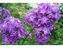 ����� ����-195�.jpg