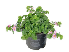 ������� ������� 12�20. 114,35 ���.jpg