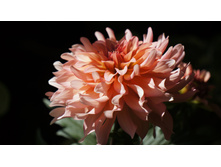 ������� ��������