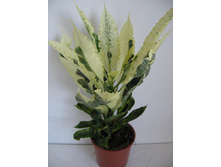 ������  ������- �� 450  ���.