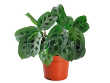 ������� ���������� 12�30. 182,29 ���.jpg