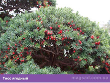 ��� �������: