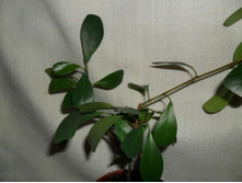 ����� ������������ (Ficus deltoidea)150�