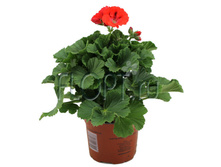 ���������� ����������� ���� 12�27. 244,65 ���.jpg