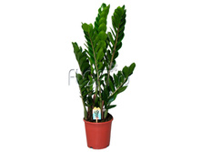 ������������ ��������� 17�70. 602,7 ���.jpg