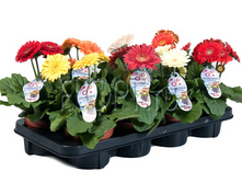 ������� ������ ���� 12�25. 222,6 ���.jpg